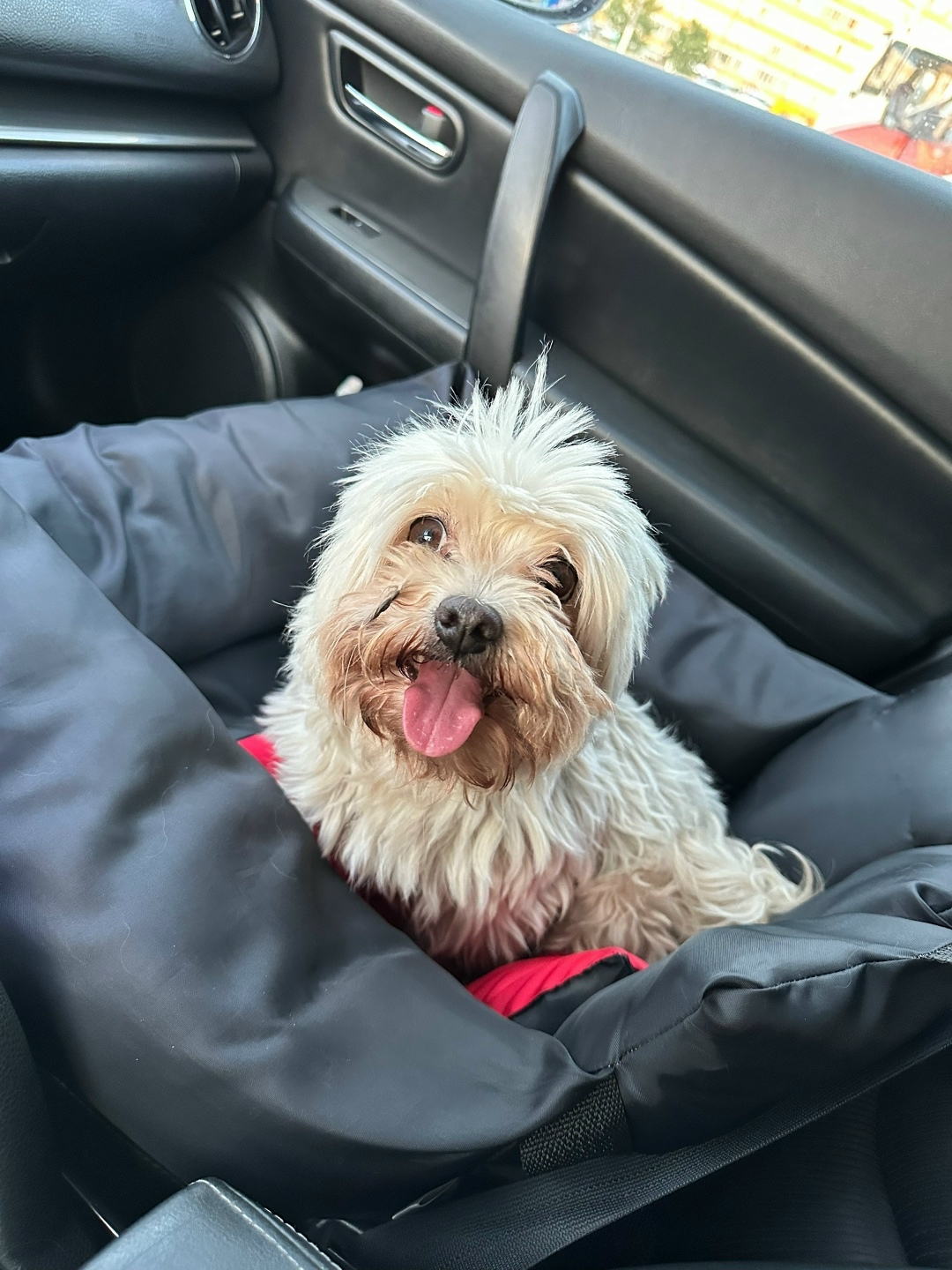 Найдена собака в Ростове-на-Дону — фото объявления