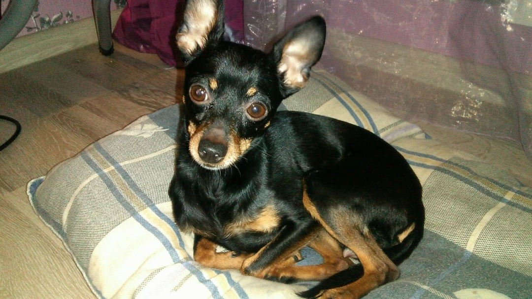 Пропала собака в Ростове-на-Дону — фото объявления