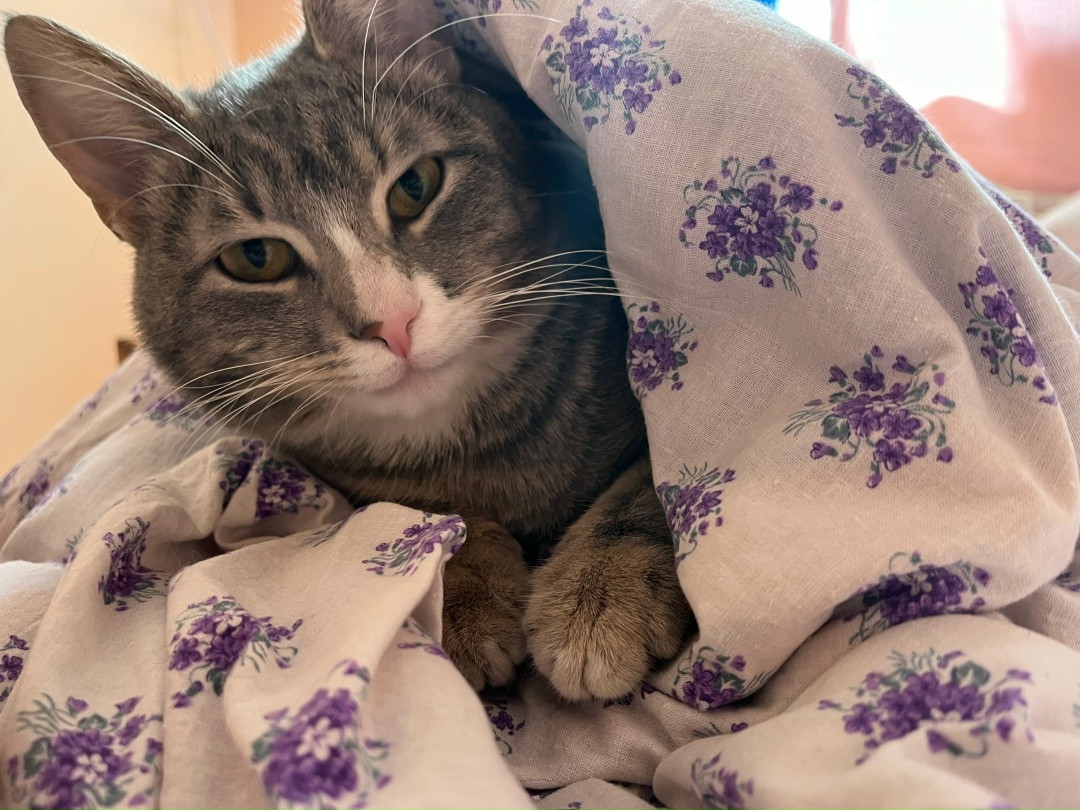 Пропала кошка в Ростове-на-Дону — фото объявления