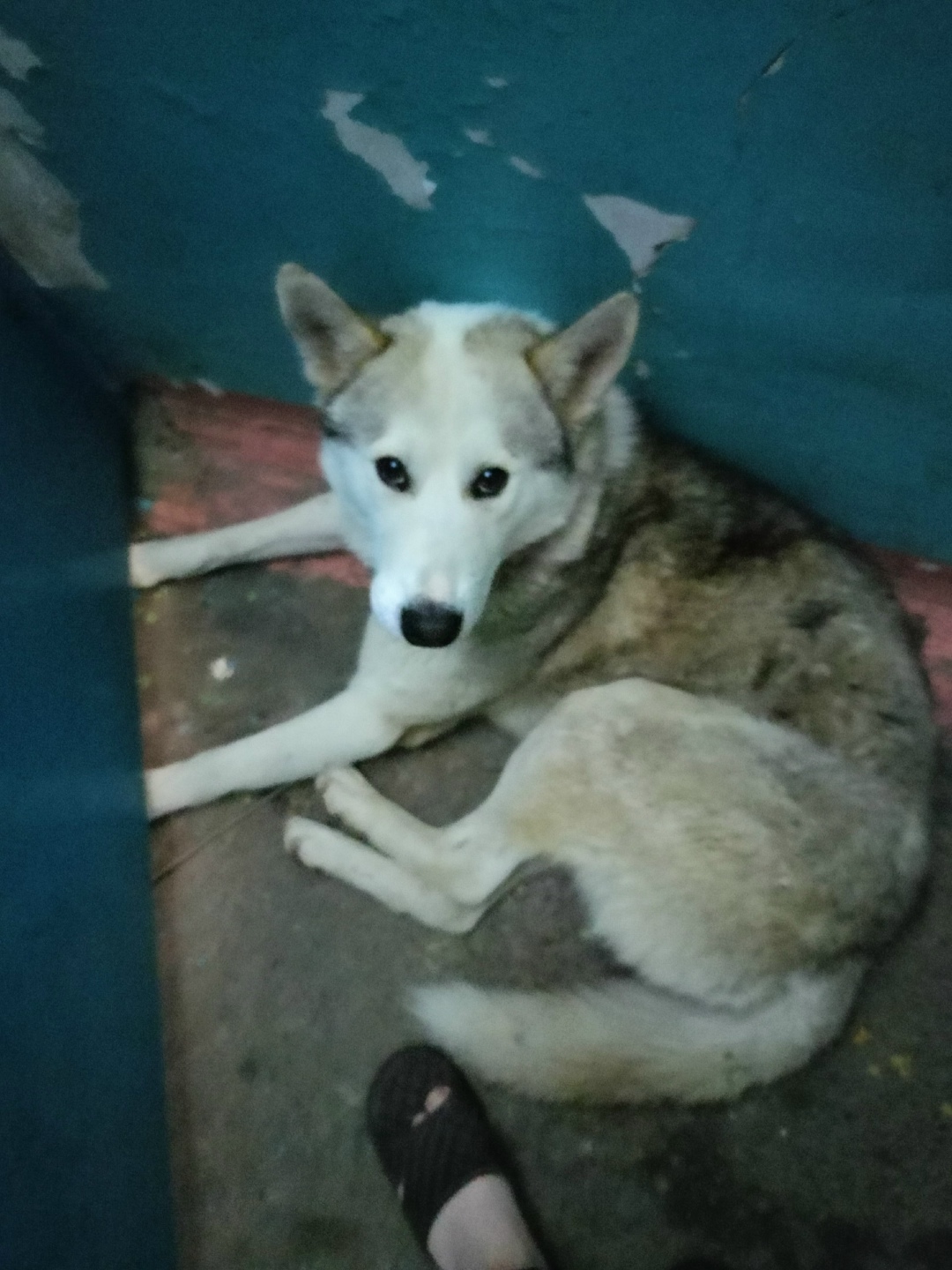 Найдена собака в Красноярске — фото объявления