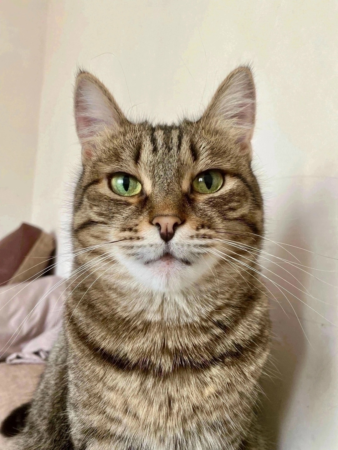 Найдена собака в Красноярске — фото объявления