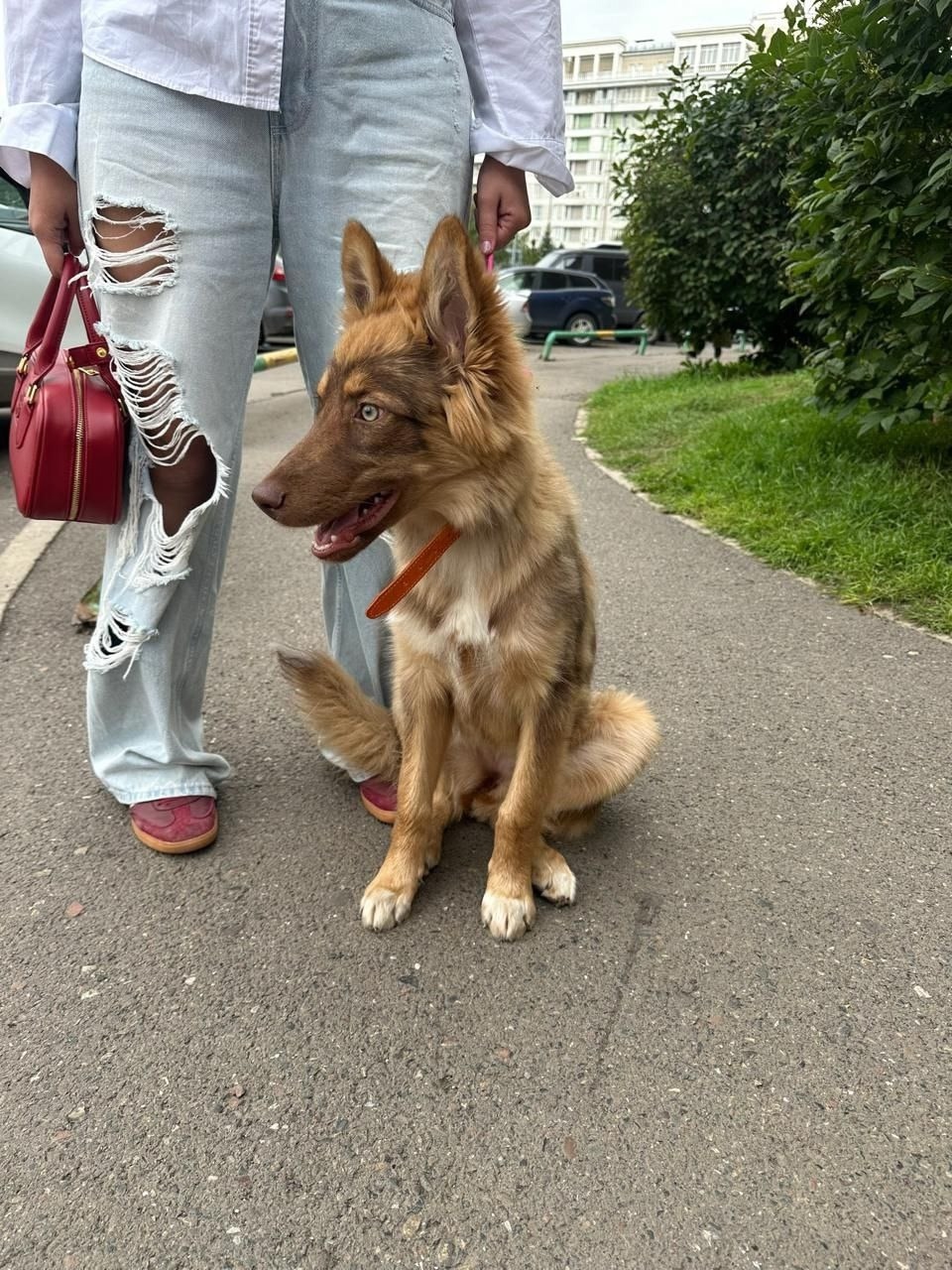Найдена собака в Красноярске — фото объявления