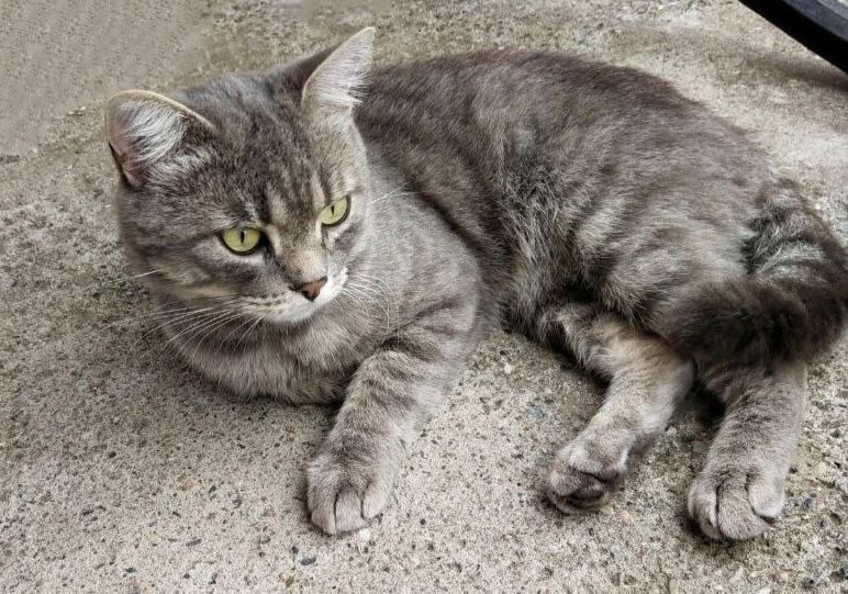 Найдена собака в Красноярске — фото объявления