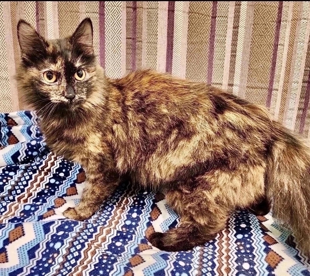 Найдена собака в Красноярске — фото объявления