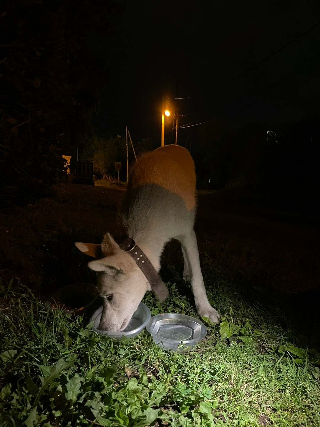 Найдена собака в Красноярске — фото объявления
