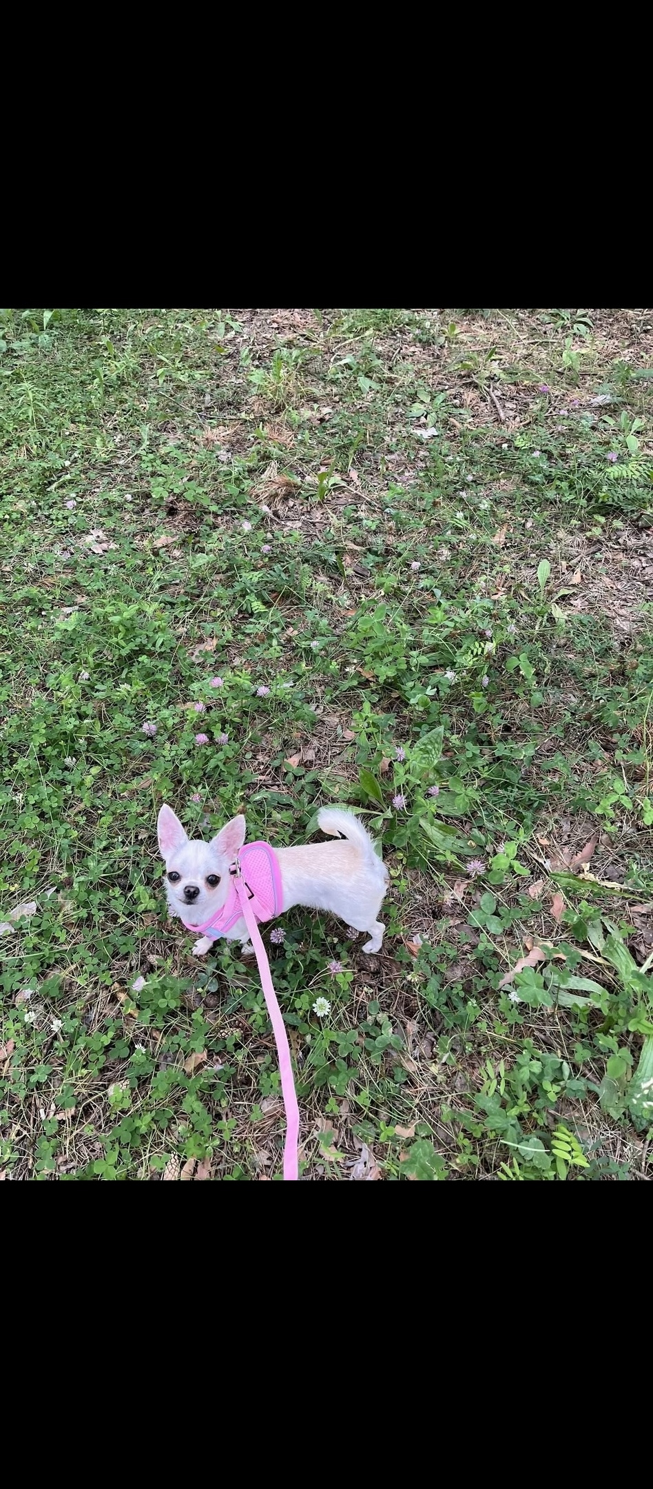 Найдена собака в Красноярске — фото объявления