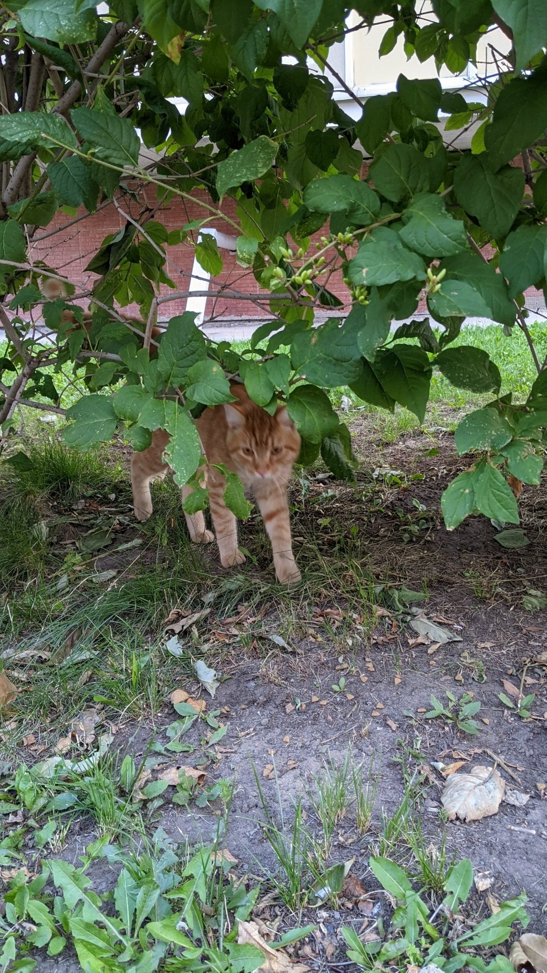 Найдена собака в Красноярске — фото объявления