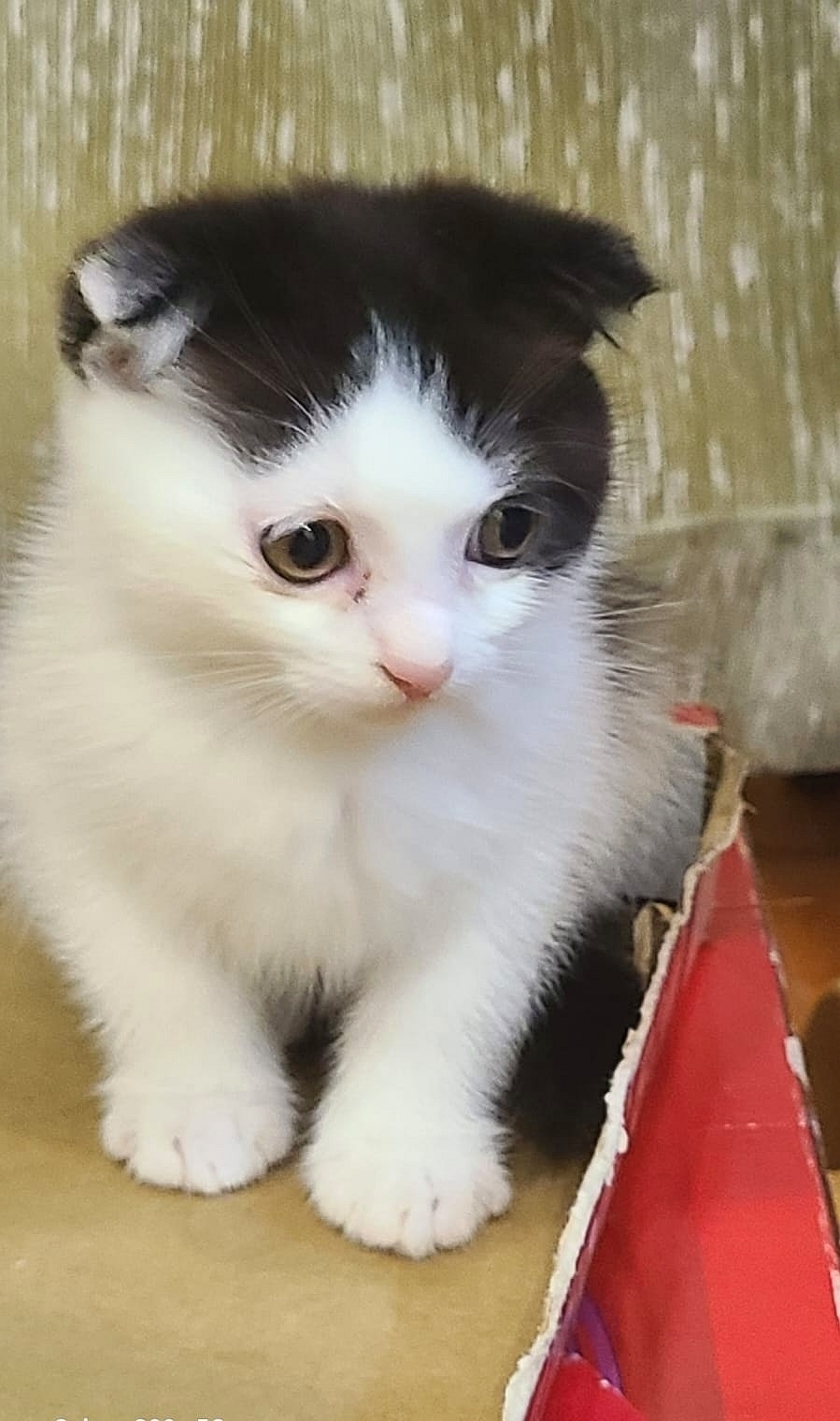 Найдена собака в Красноярске — фото объявления