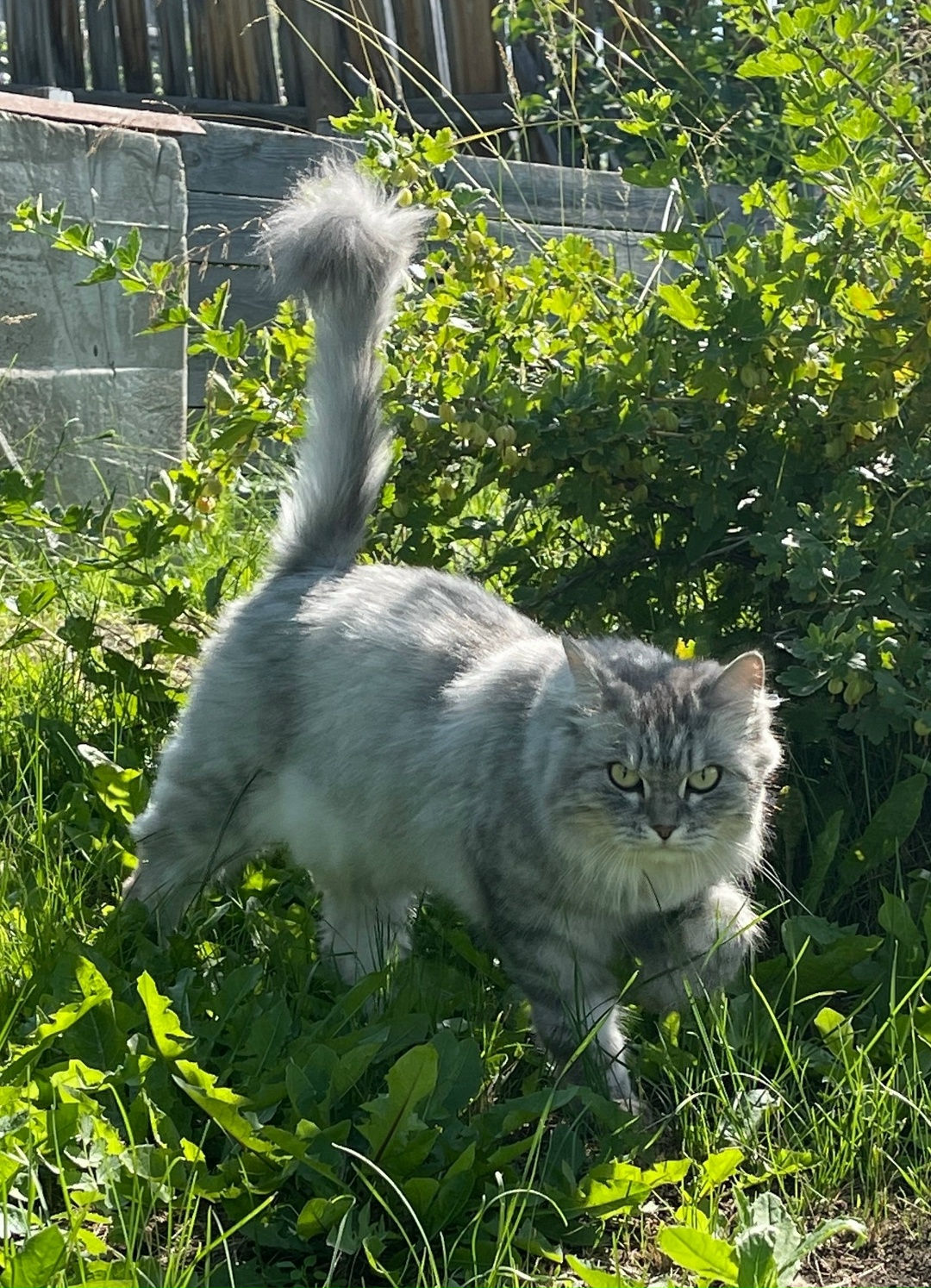 Пропала кошка в Красноярске — фото объявления