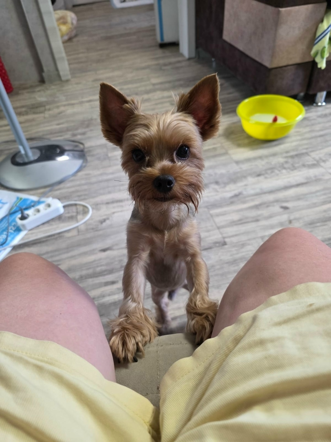 Найдена собака в Красноярске — фото объявления