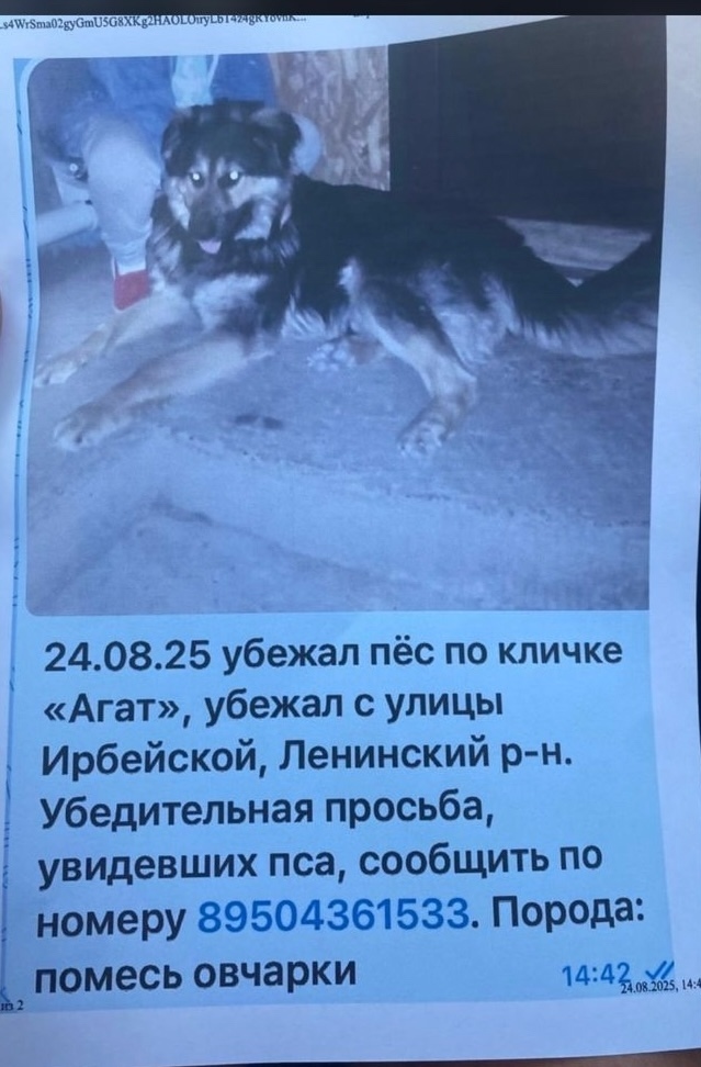 Найдена собака в Красноярске — фото объявления