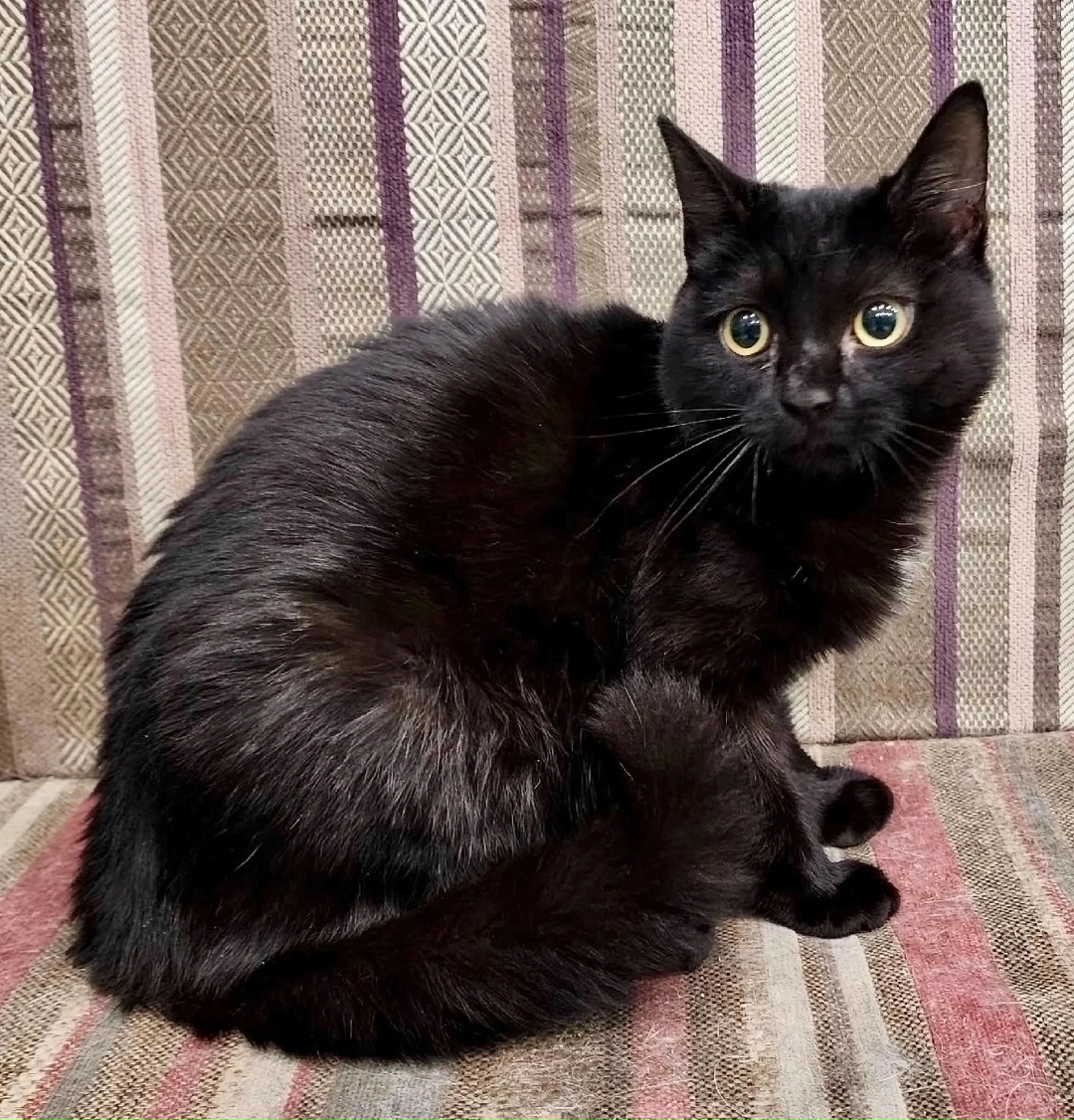 Найдена собака в Красноярске — фото объявления