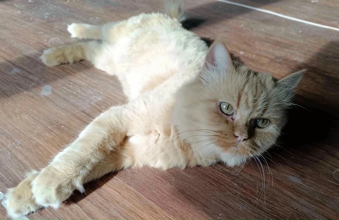 Найдена собака в Красноярске — фото объявления