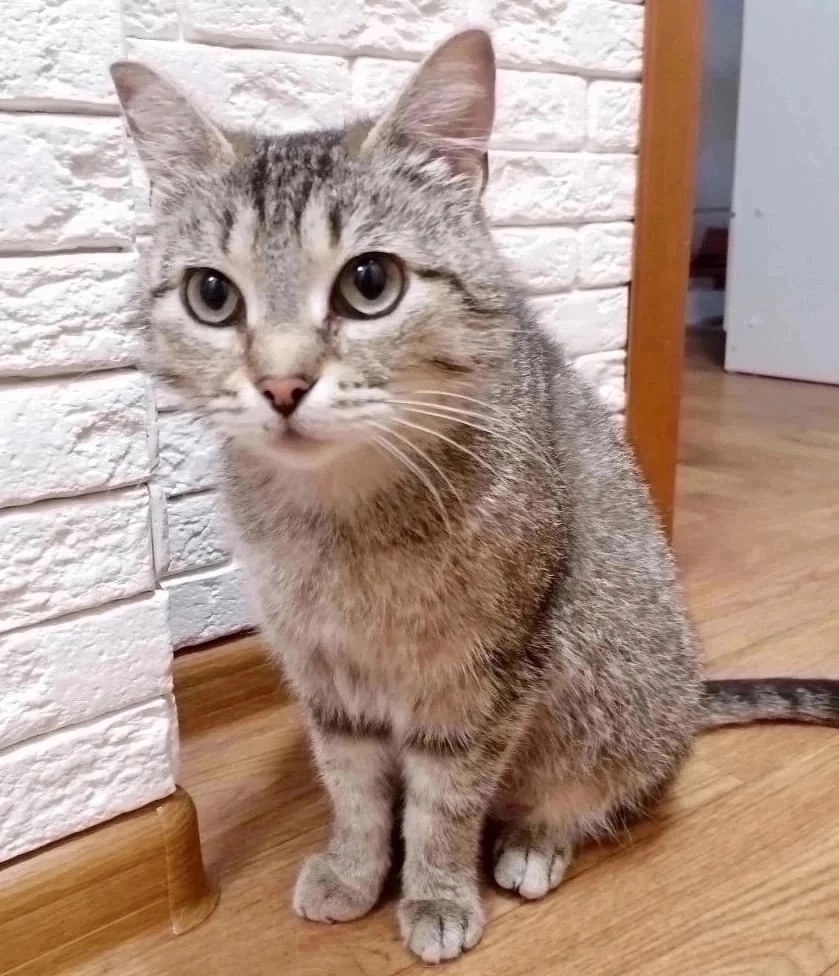 Найдена собака в Красноярске — фото объявления