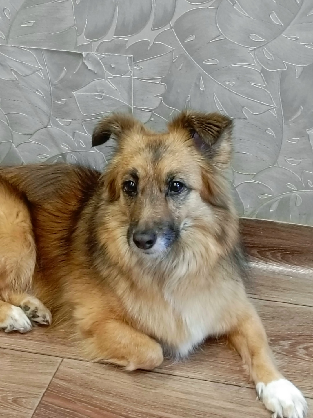 Найдена собака в Красноярске — фото объявления