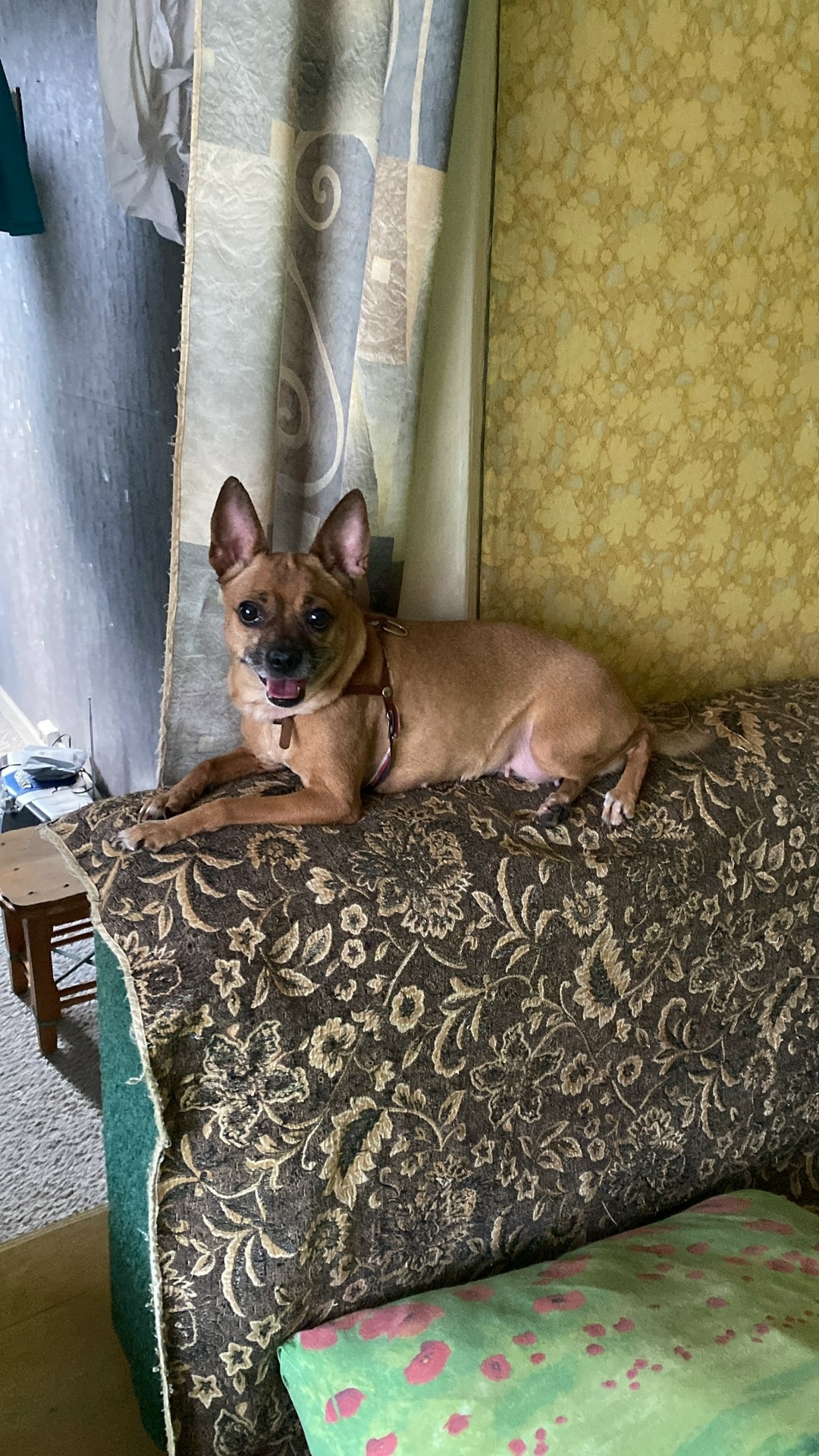 Найдена собака в Красноярске — фото объявления