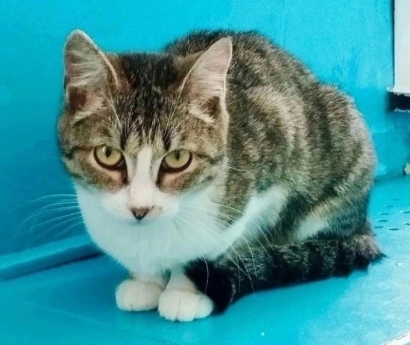 Найдена собака в Красноярске — фото объявления