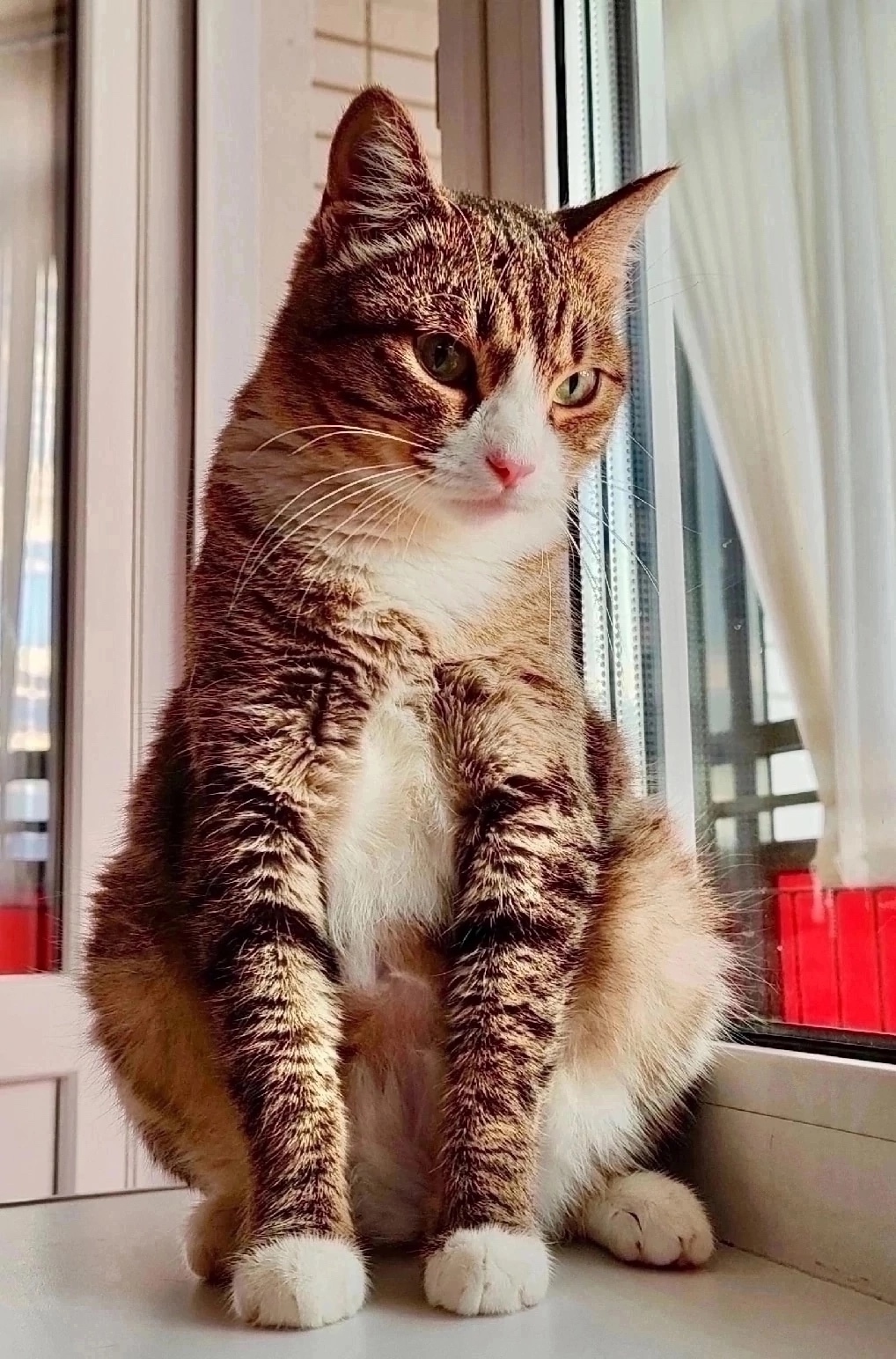 Найдена собака в Красноярске — фото объявления