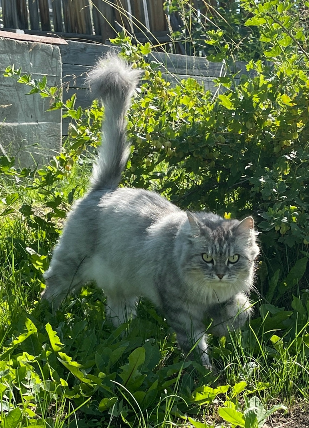 Найдена собака в Красноярске — фото объявления