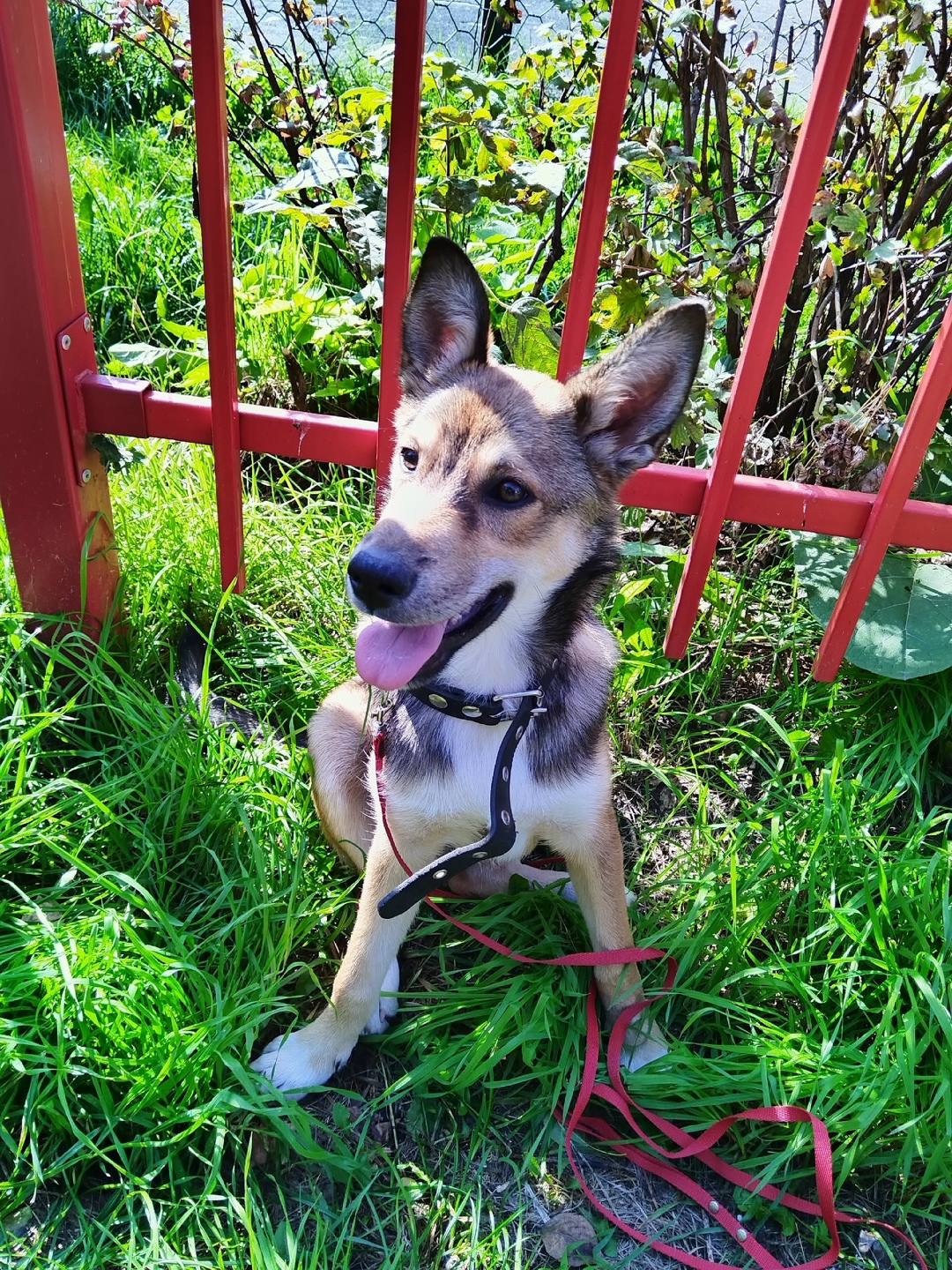 Найдена собака в Красноярске — фото объявления