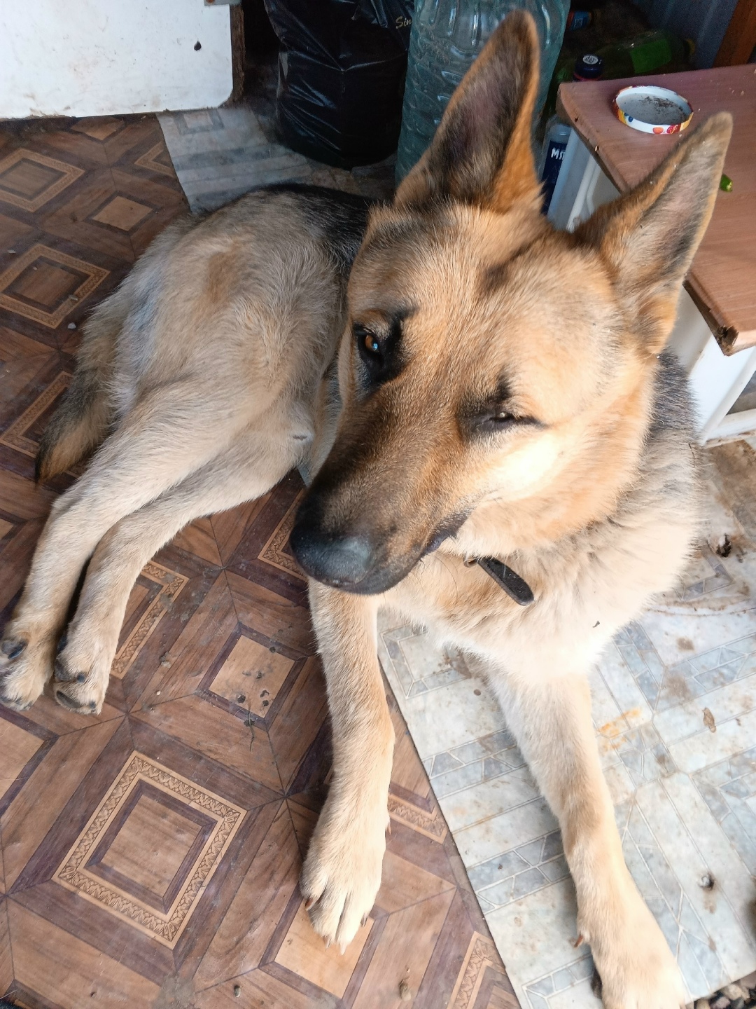 Найдена собака в Красноярске — фото объявления