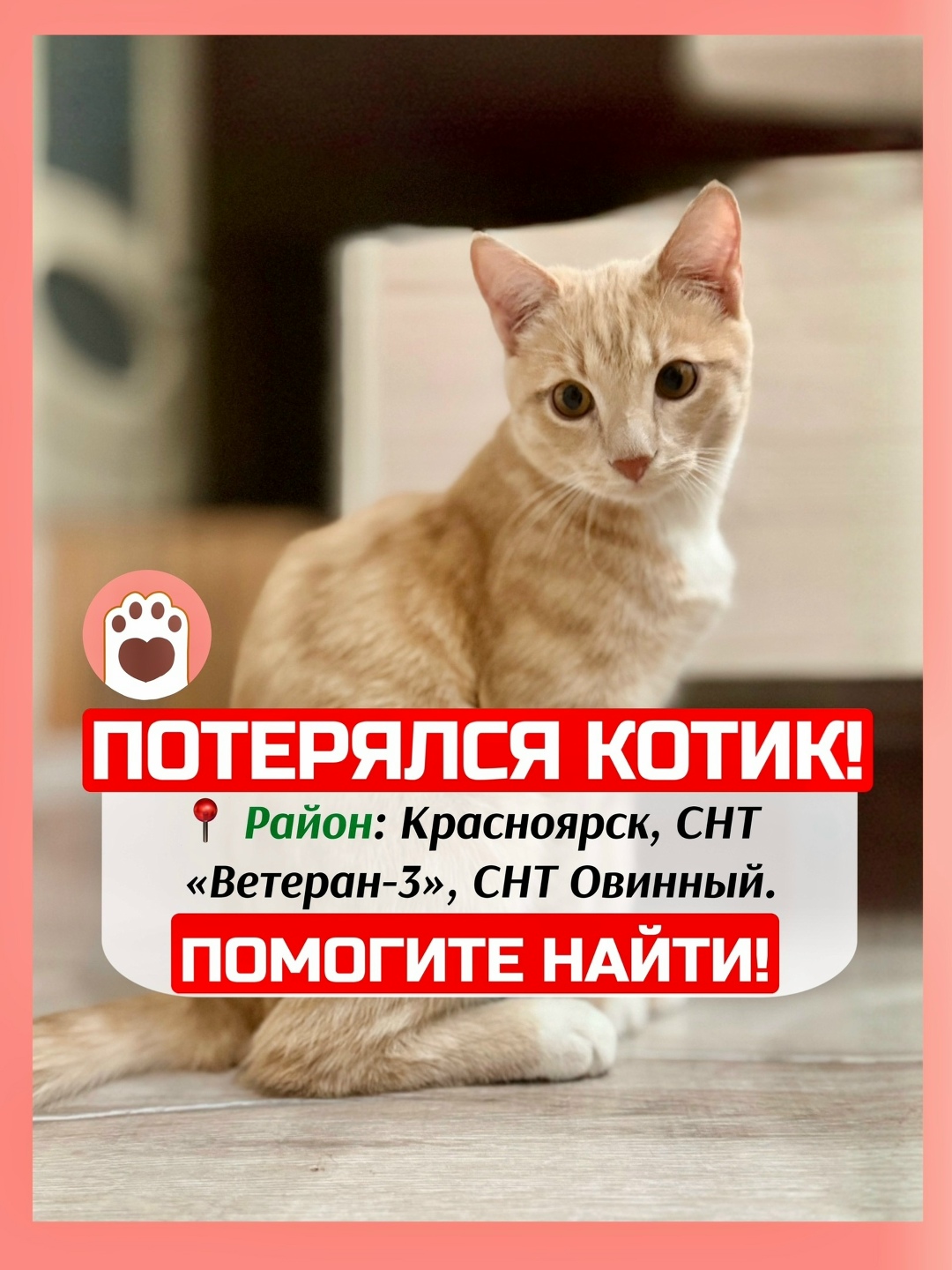 Найдена собака в Красноярске — фото объявления