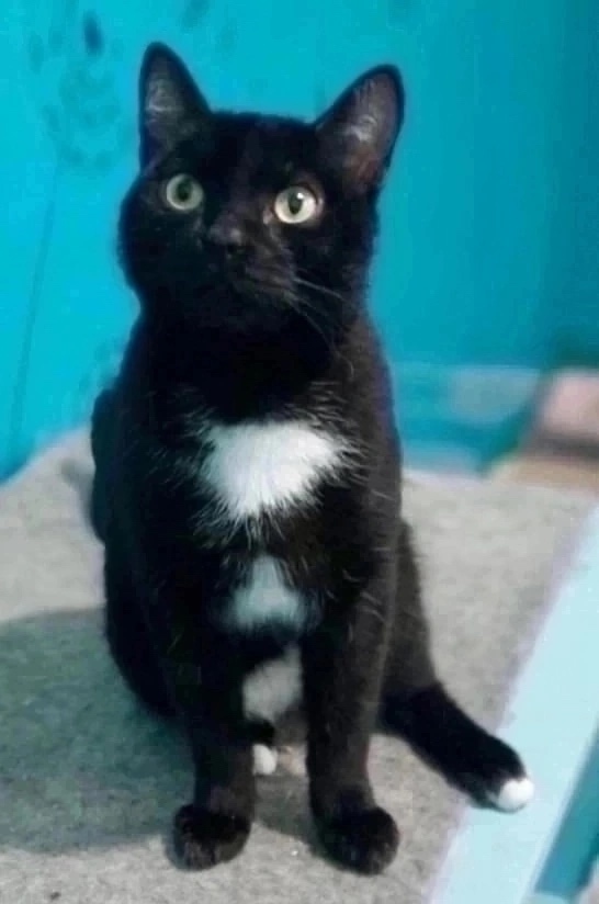 Найдена собака в Красноярске — фото объявления