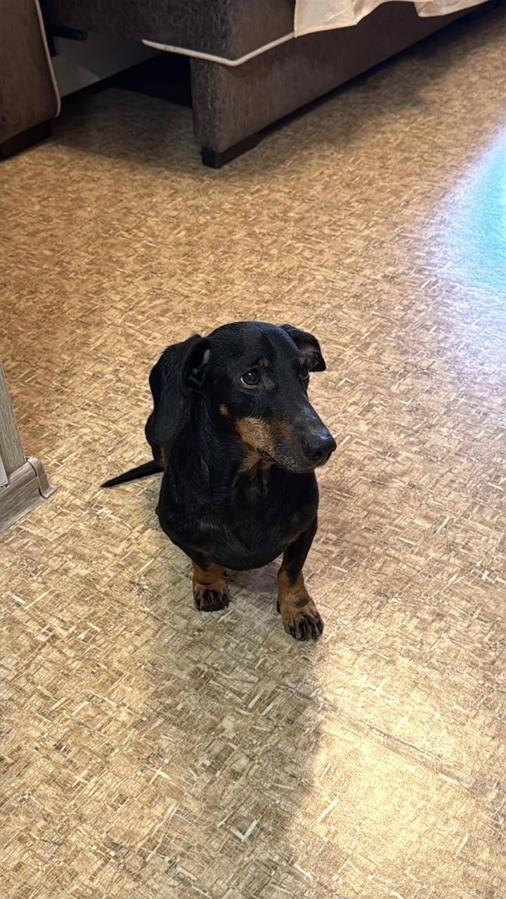 Найдена собака в Красноярске — фото объявления