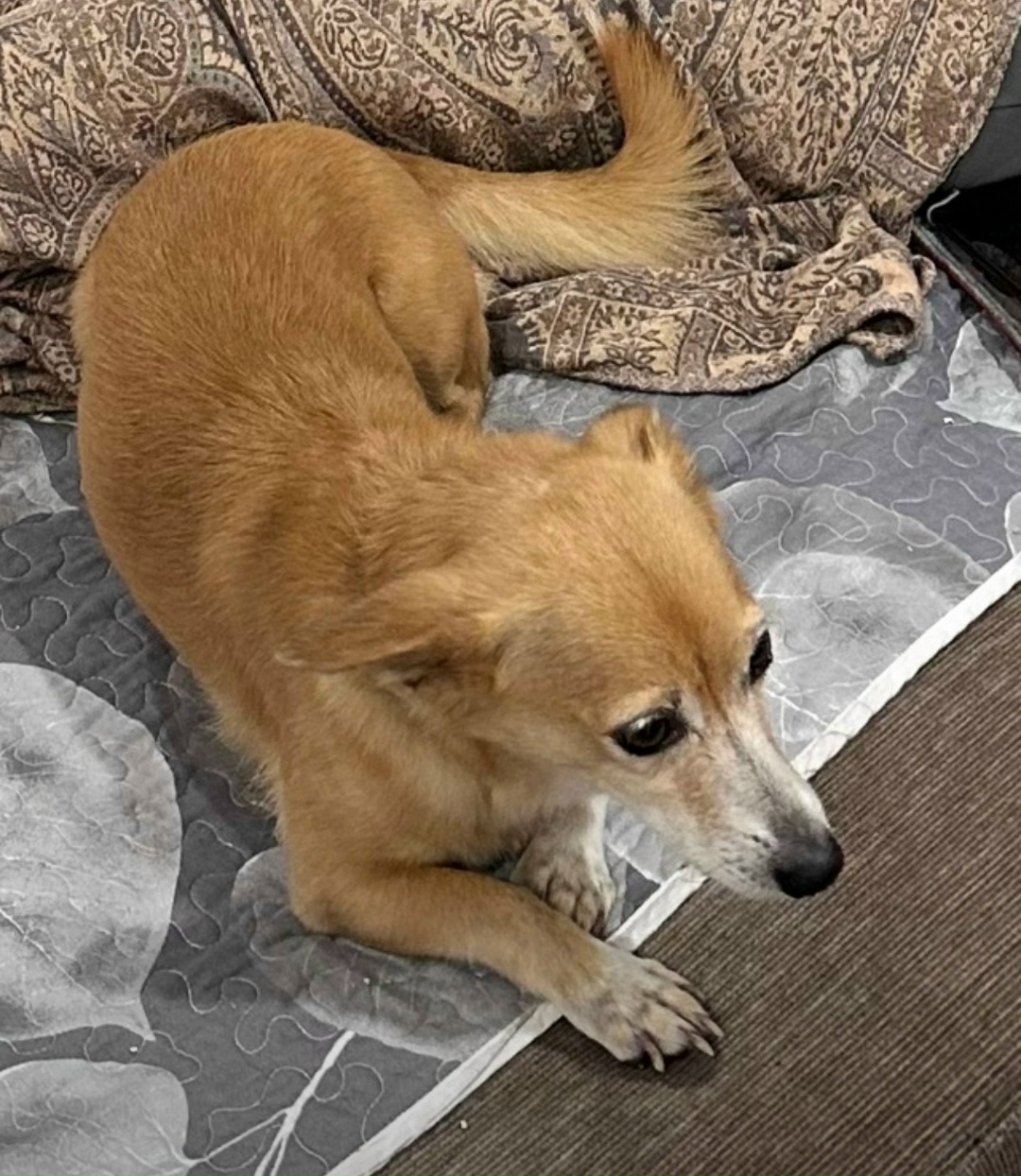 Пропала собака в Красноярске — фото объявления