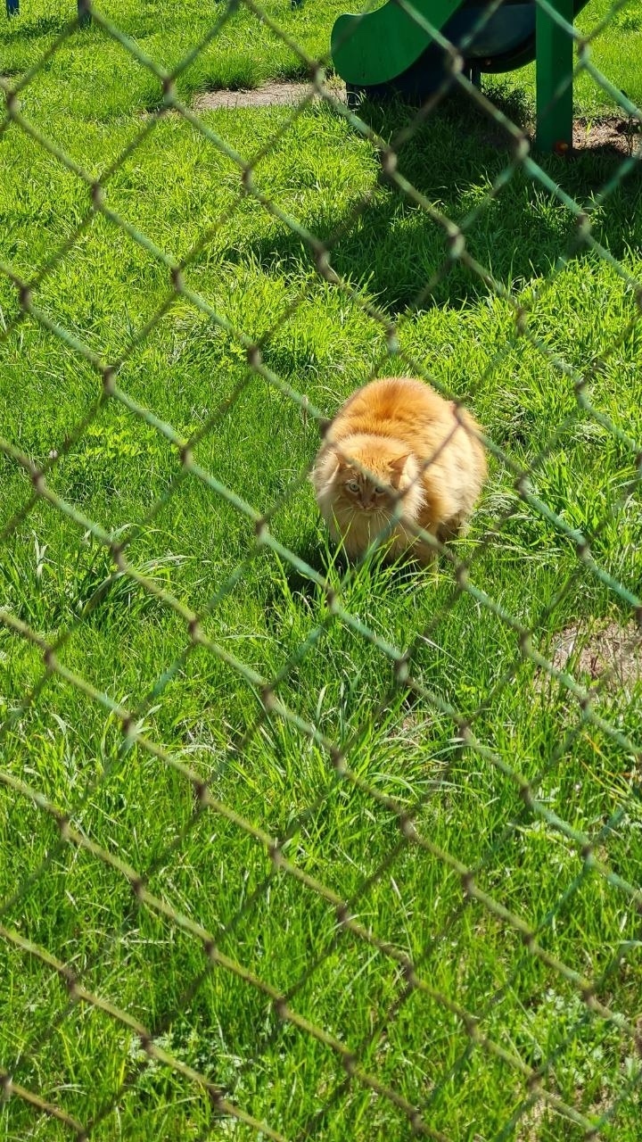 Найдена собака в Красноярске — фото объявления