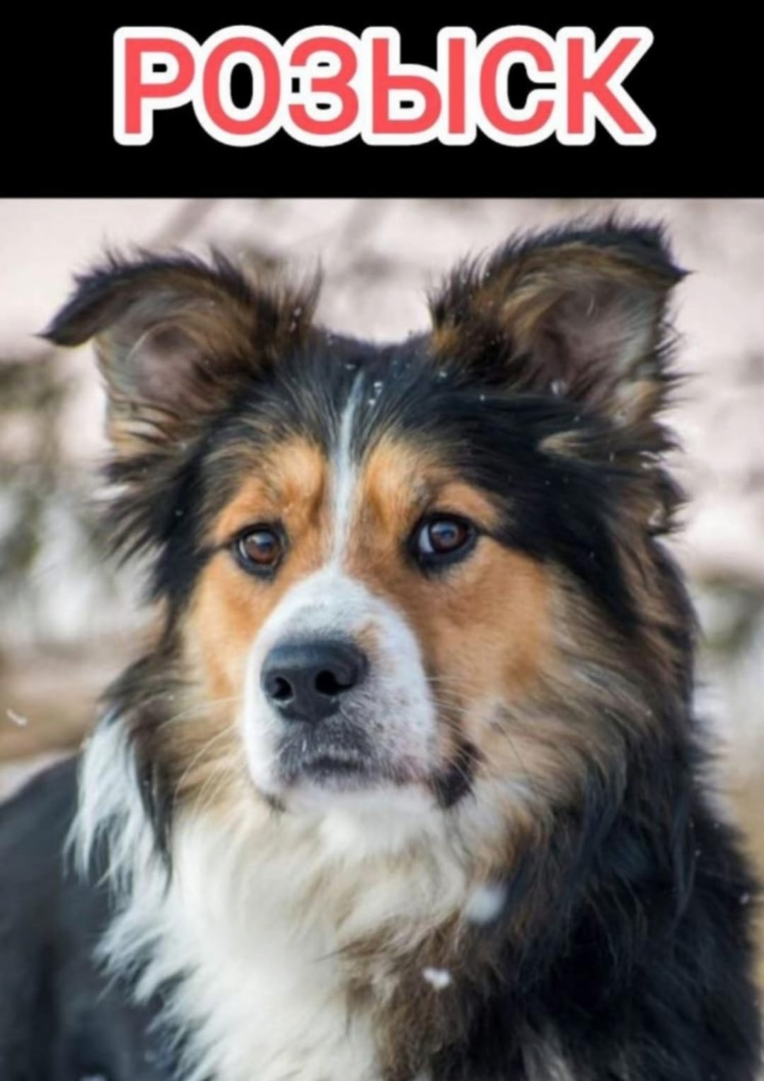Найдена собака в Красноярске — фото объявления