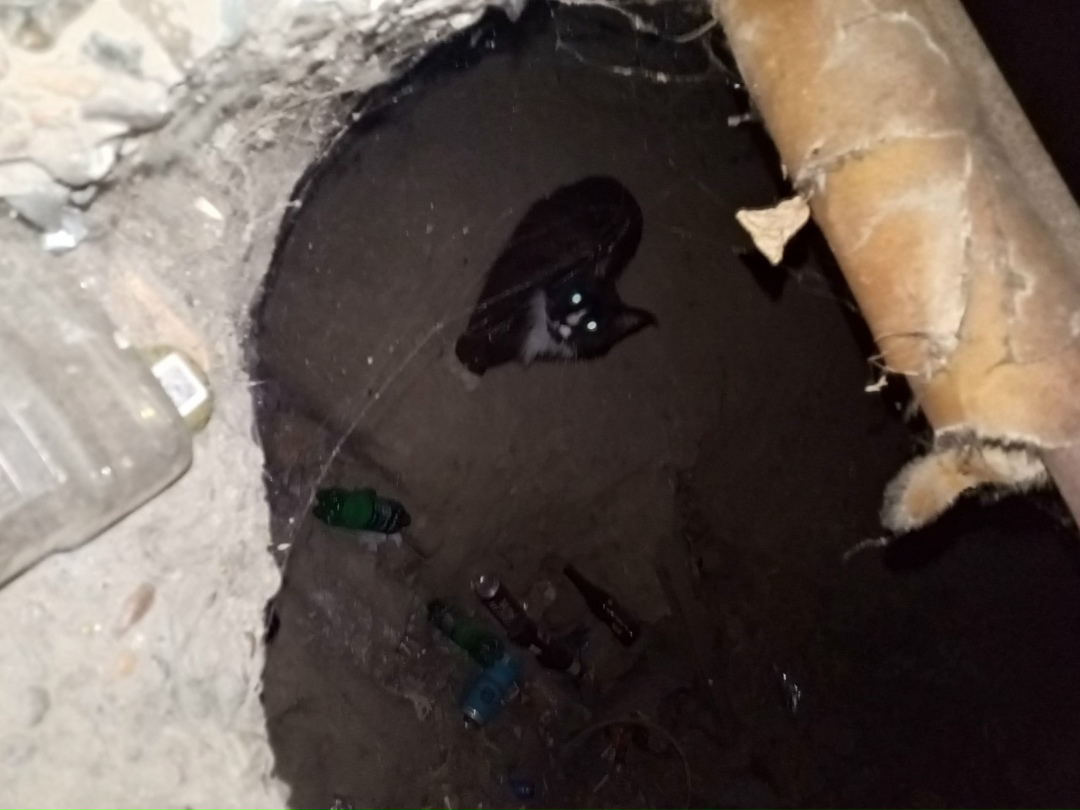 Найдена собака в Красноярске — фото объявления