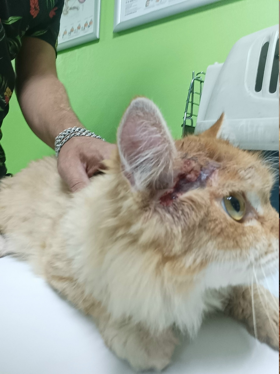 Найдена собака в Красноярске — фото объявления