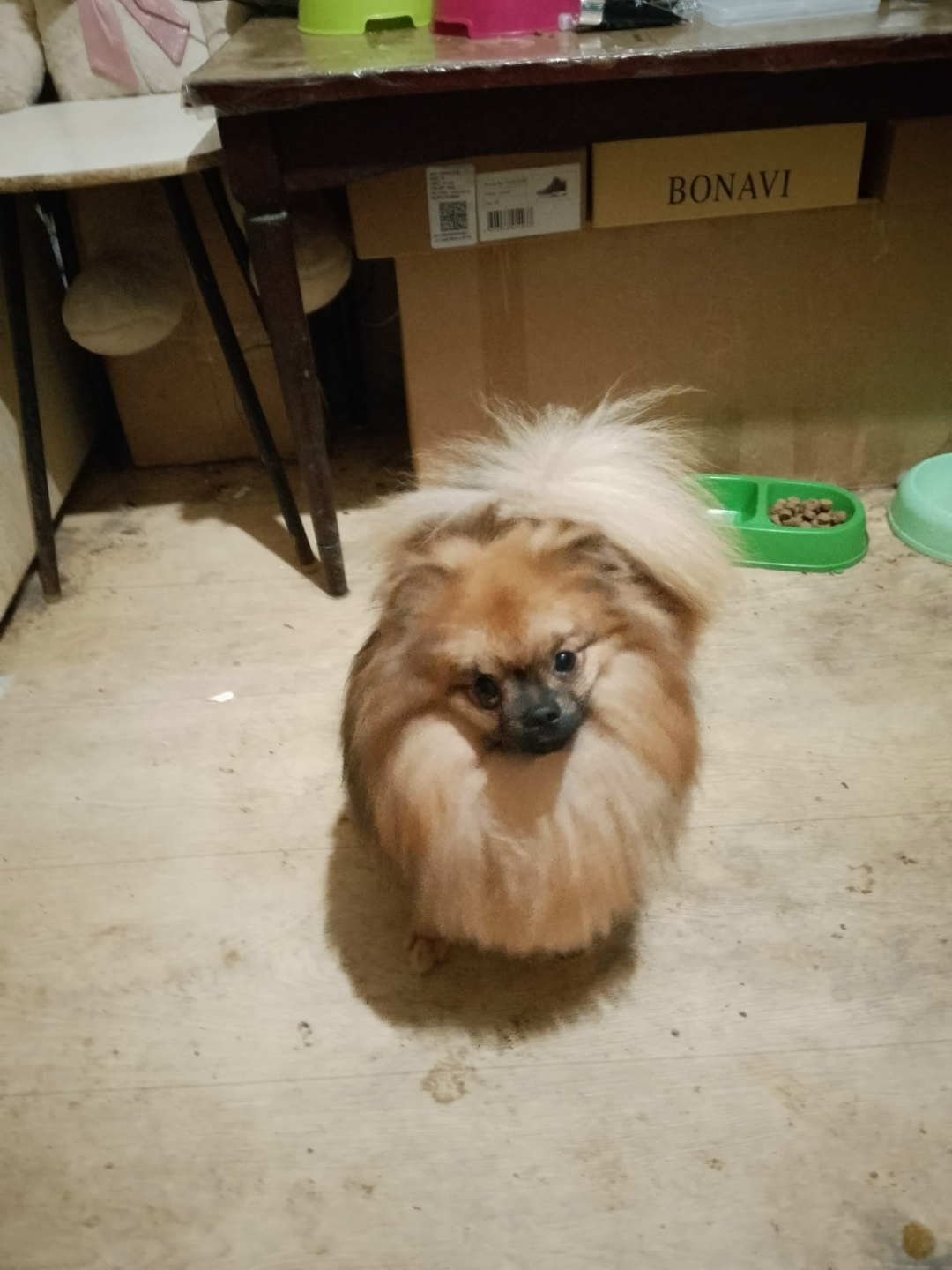 Найдена собака в Красноярске — фото объявления