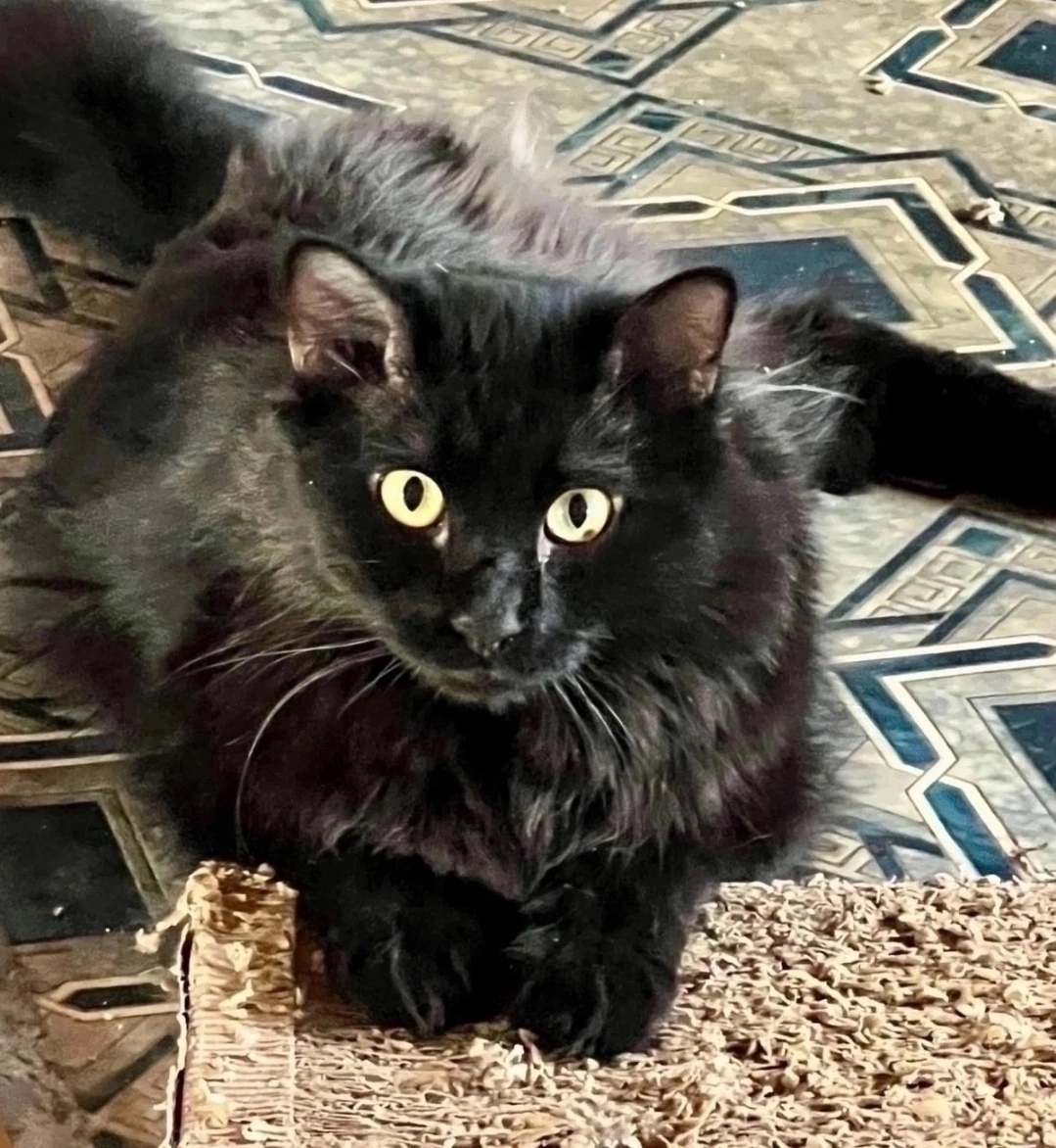 Найдена собака в Красноярске — фото объявления