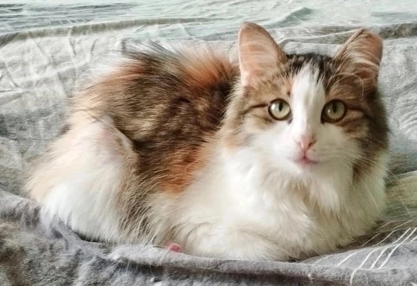 Найдена собака в Красноярске — фото объявления