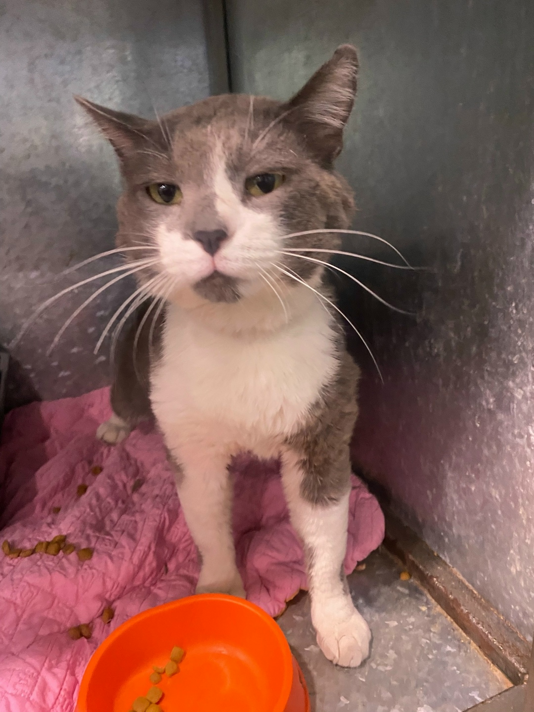 Найдена собака в Красноярске — фото объявления