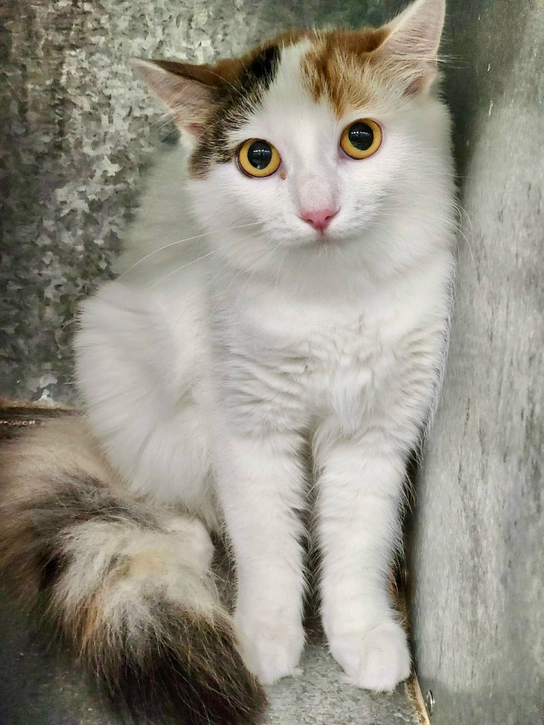 Найдена собака в Красноярске — фото объявления