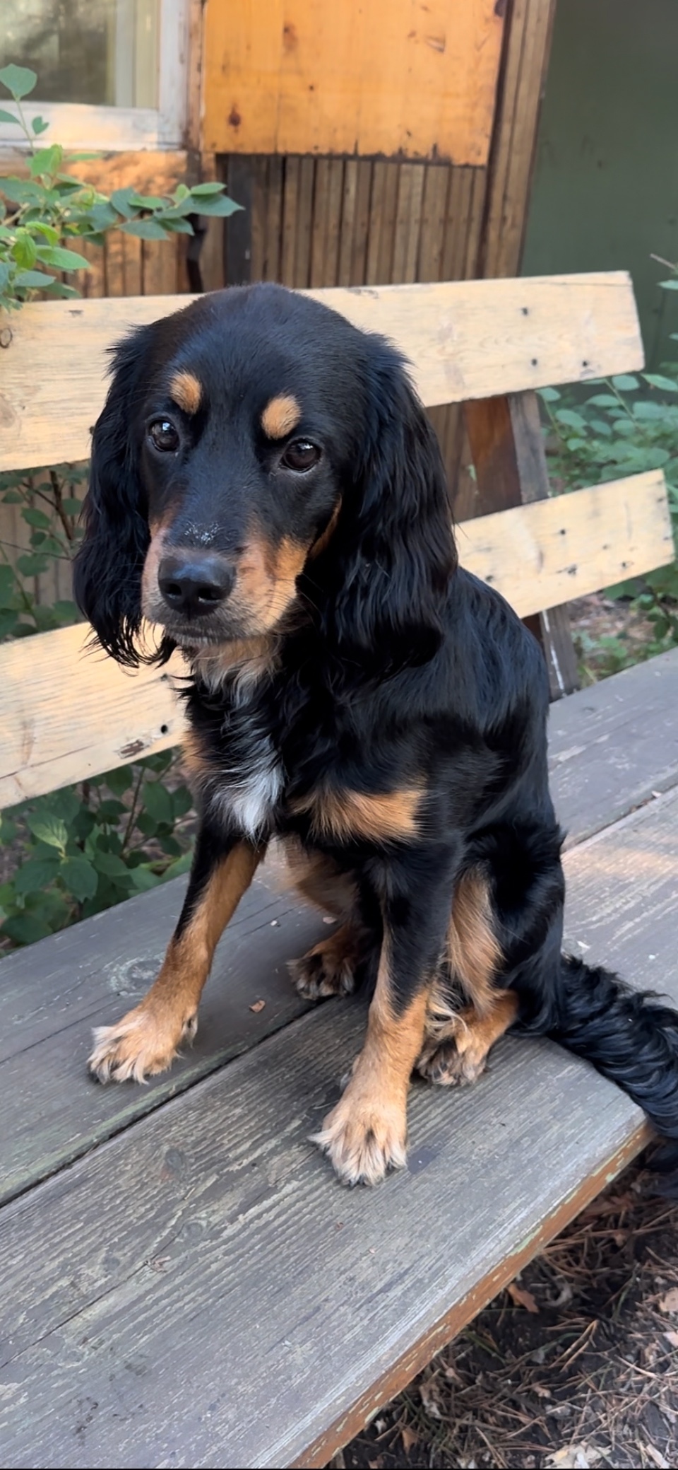 Найдена собака в Красноярске — фото объявления