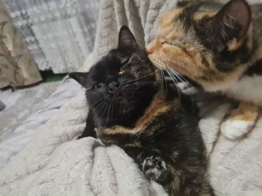 Найдена собака в Красноярске — фото объявления