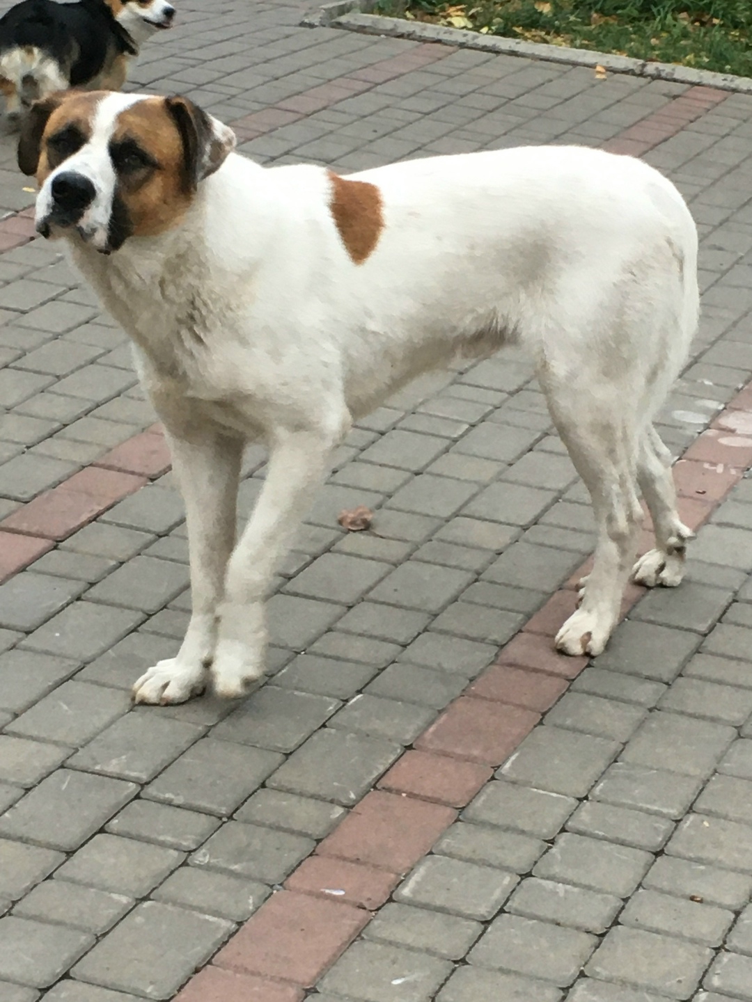 Найдена собака в Красноярске — фото объявления