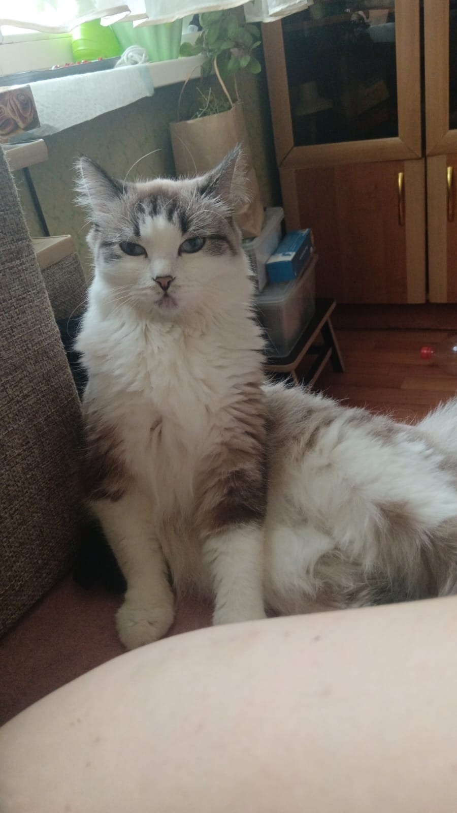 Найдена собака в Красноярске — фото объявления