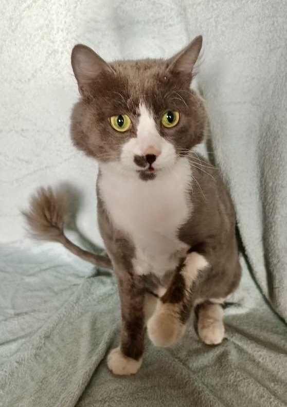 Найдена собака в Красноярске — фото объявления