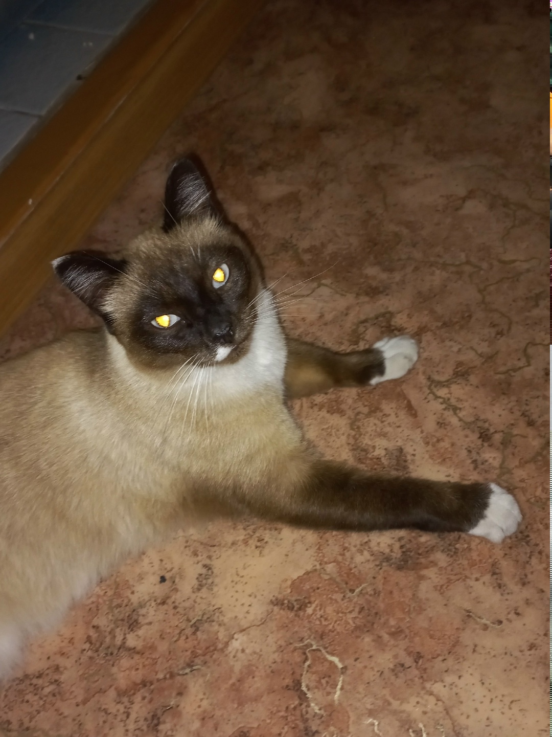 Найдена собака в Красноярске — фото объявления