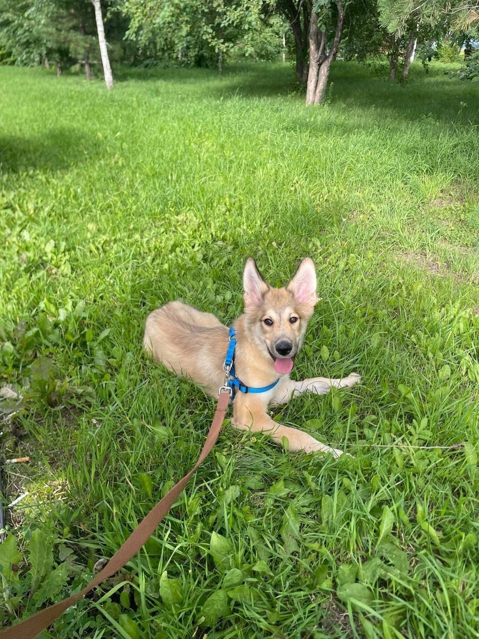 Найдена собака в Красноярске — фото объявления
