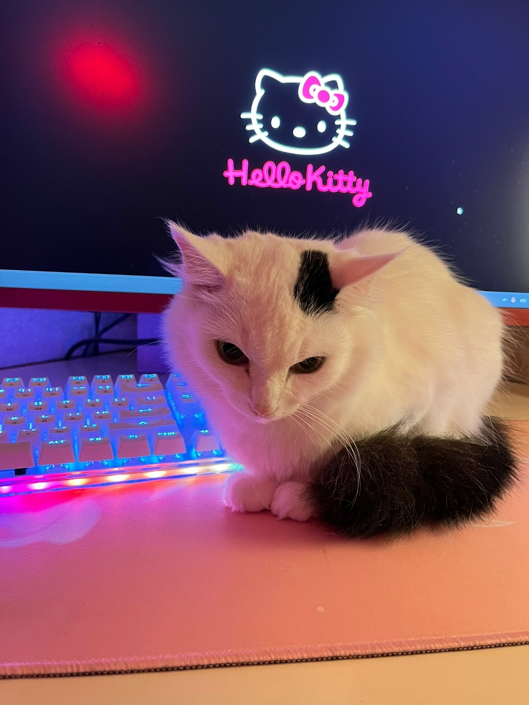 Найдена собака в Красноярске — фото объявления