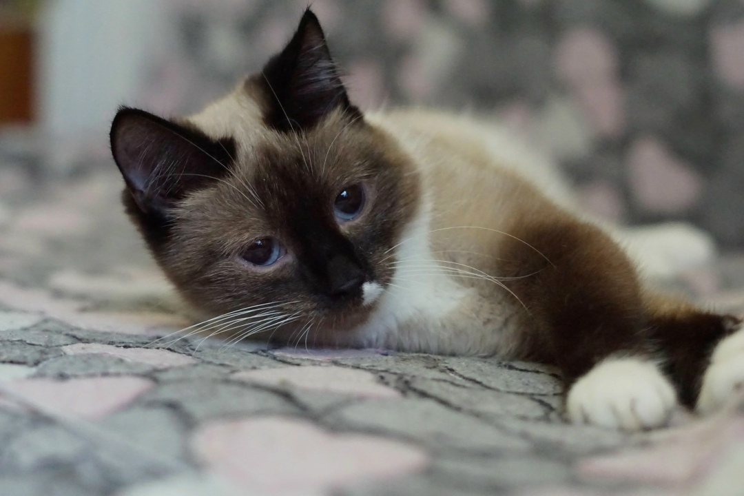 Найдена собака в Красноярске — фото объявления