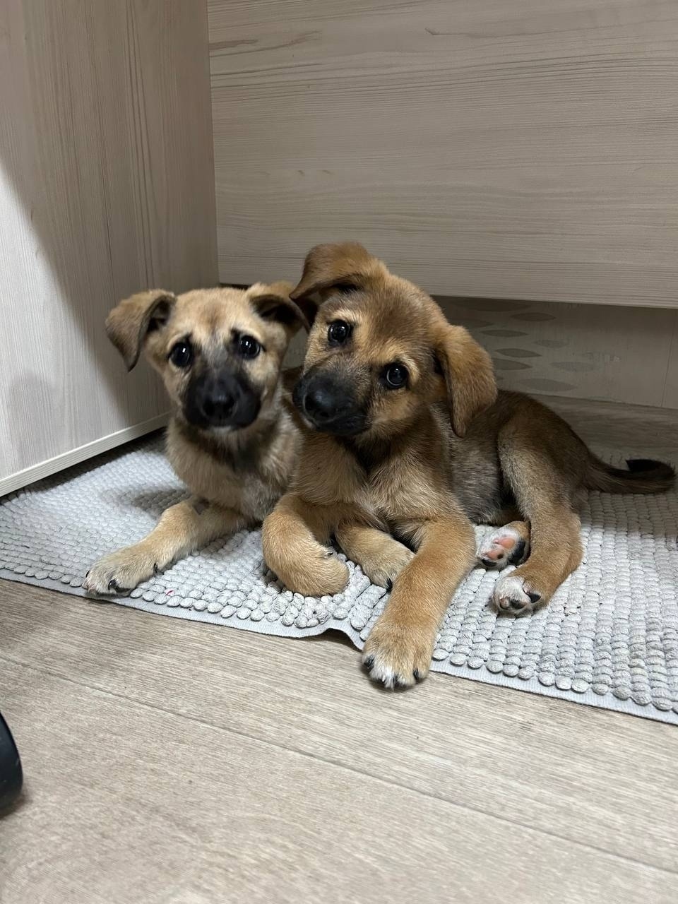 Найдена собака в Красноярске — фото объявления