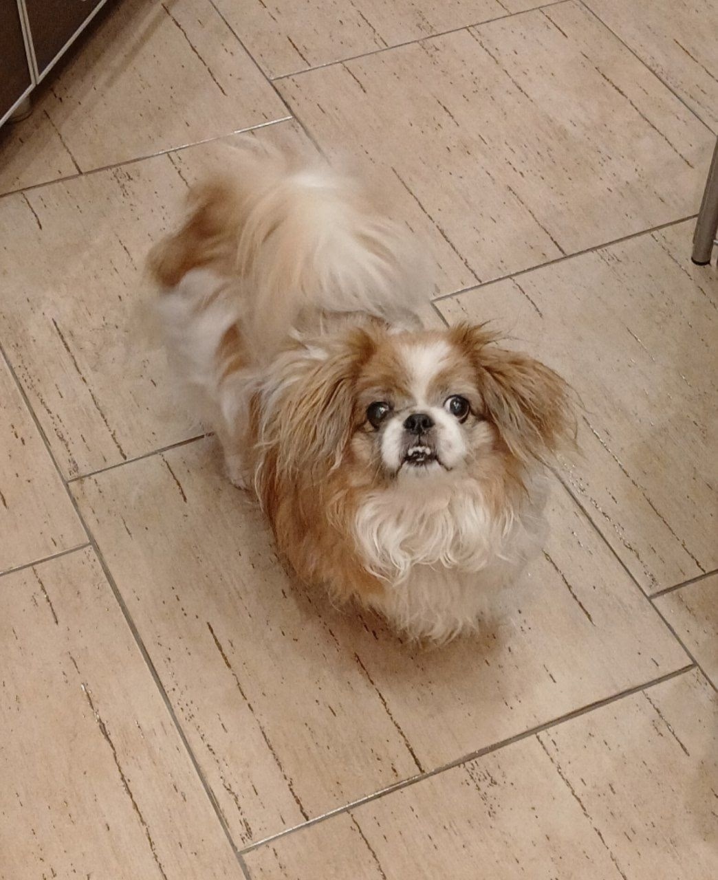 Найдена собака в Красноярске — фото объявления