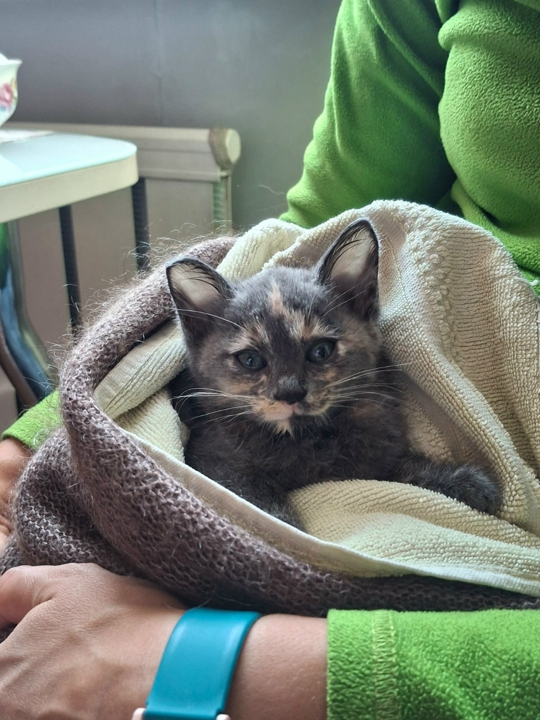 Найдена собака в Красноярске — фото объявления